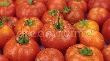 特写镜头。 天然成熟红番茄在滴露中旋转。 食物